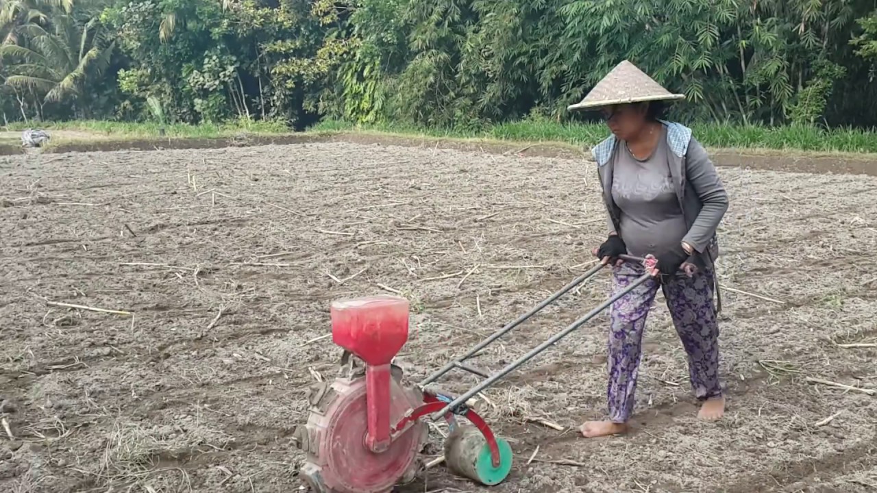 Mesin penanam jagung
