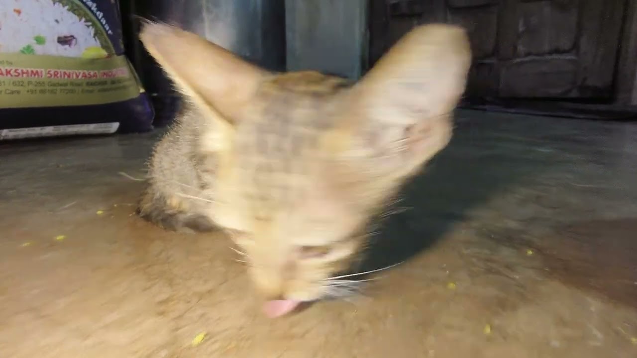 #trending #cat #foryou 