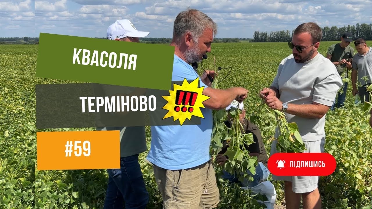 #59 Квасоля 🫘 Всі секрети 🤫в цьому відео 🔥Як вирощувати, коли збирати, як заробляти🫰