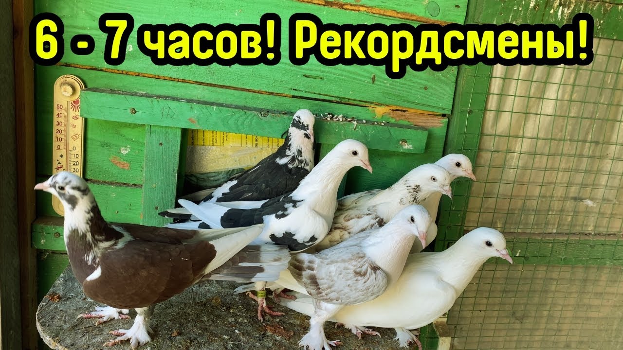 Вычесляю Лидеров! Голуби Долголеты! С каждым Днем их больше и больше..