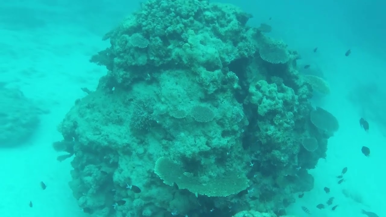 一人でシュノーケル＆素潜り　奄美大島の屋鈍海岸　貴重！？グルクマの捕食シーンに出会えた！　２０２５年１月２４日