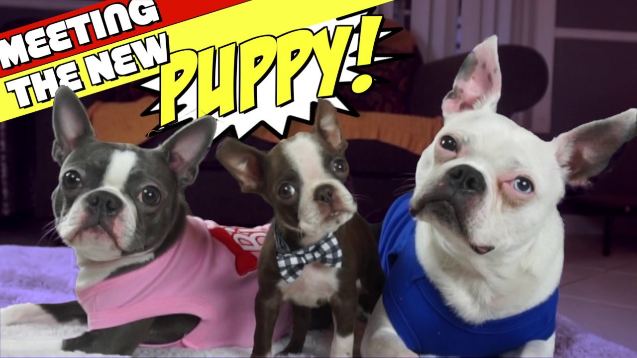 Tiny 2.5 pound Boston Terrier Puppy meets his new Big Brother and Sister CUTE