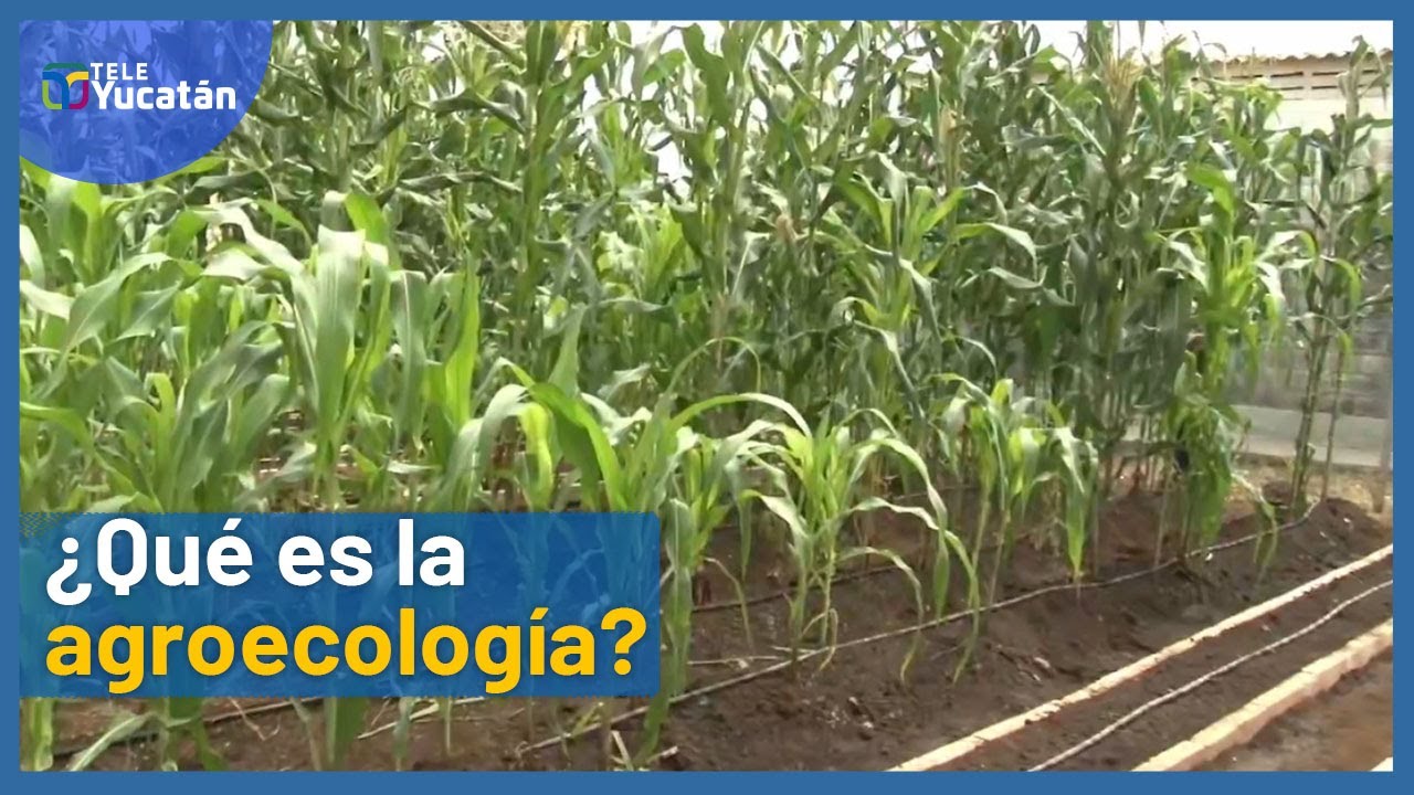 &iquest;Sabes qu&eacute; es la agroecolog&iacute;a y para qu&eacute; sirve? Ent&eacute;rate aqu&iacute; 🍍 | TELE Yucat&aacute;n