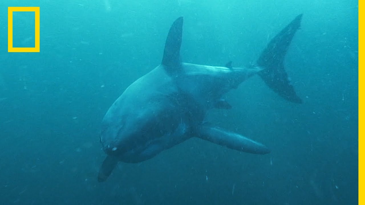 Le grand requin blanc, un corps dédié à la traque des otaries