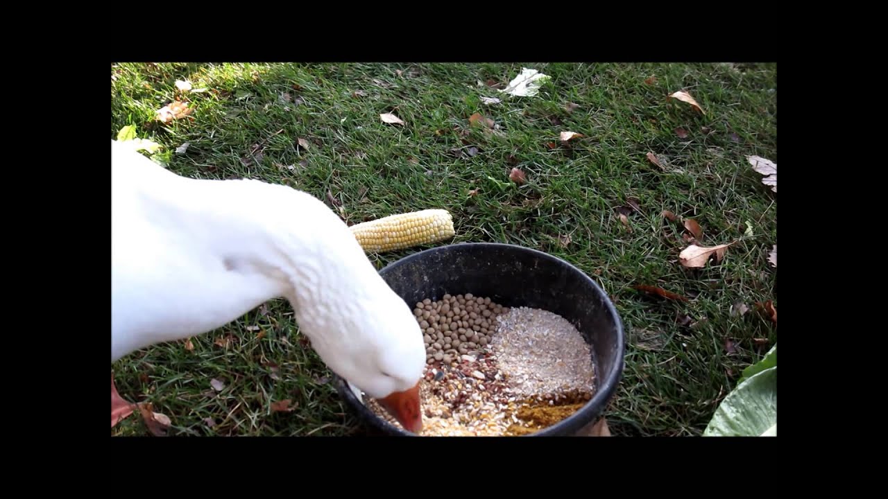 Moose and Lucy, our pet geese!