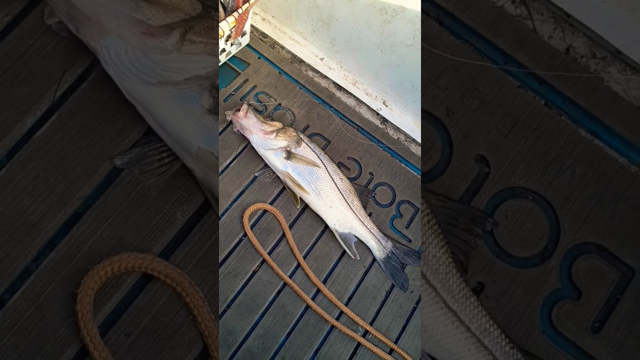Robalo peva com camar&atilde;o artificial! #robalo #robalopeva #pesca #pescaria #fish #fishing #ytshorts