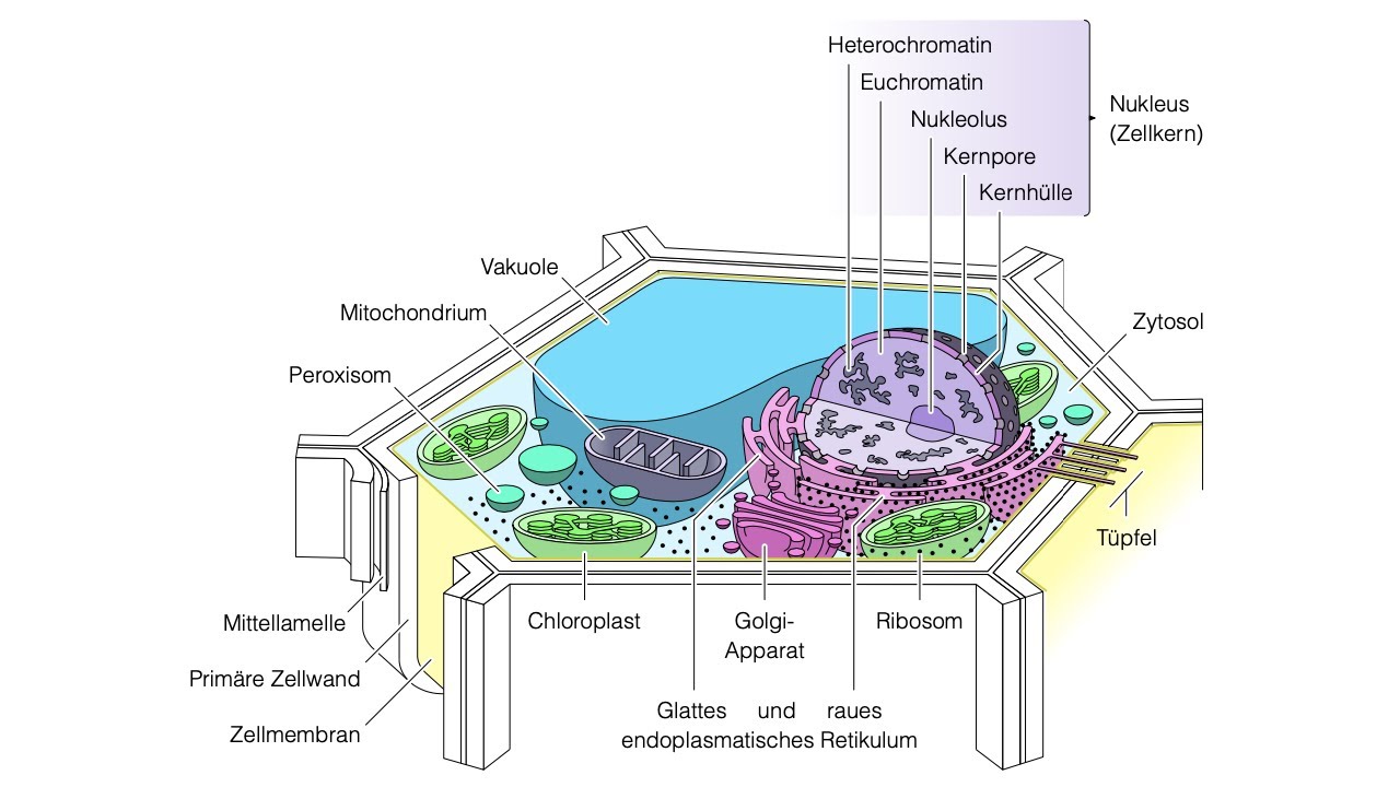 Zelle - Protoplast - Zytoplasma - Zytosol