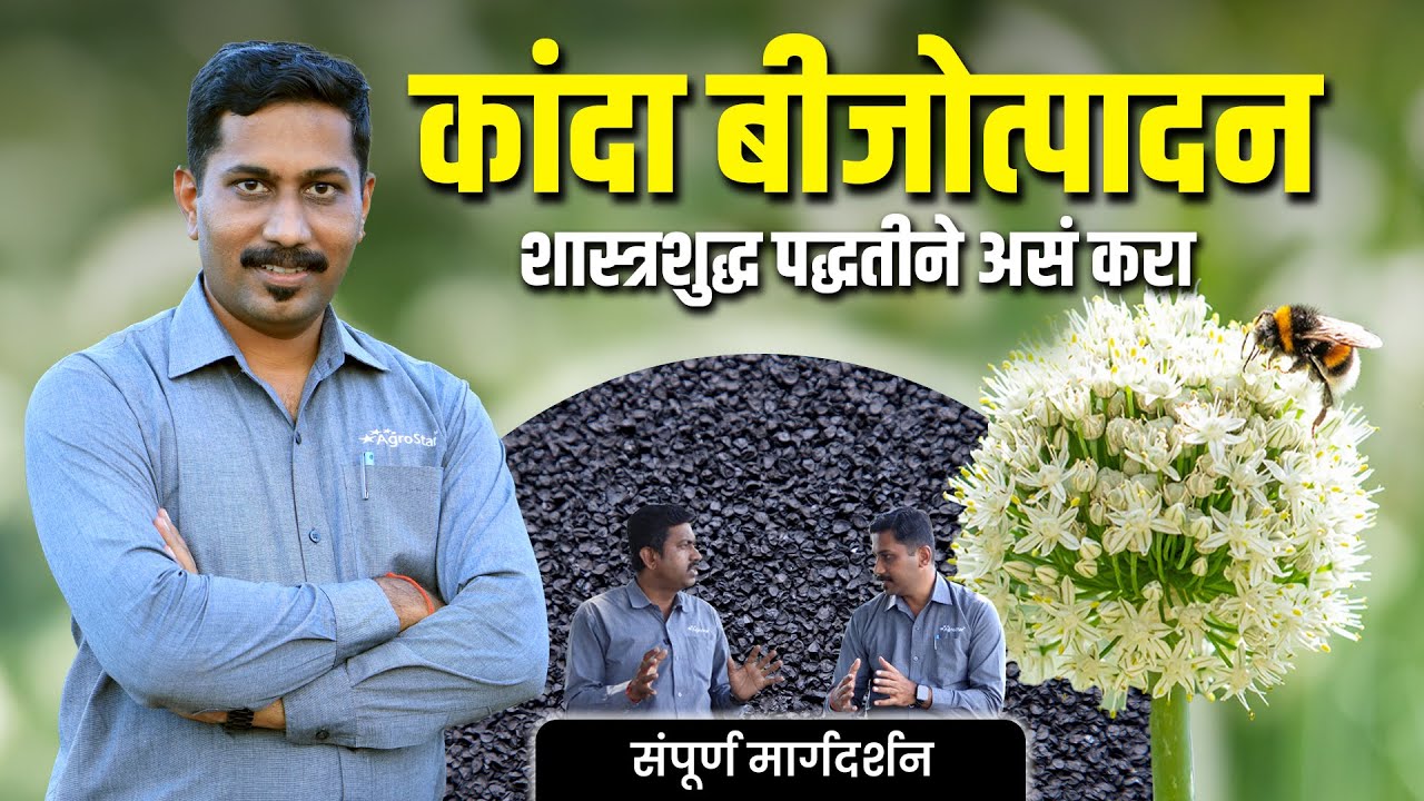 कांदा बीजोत्पादन: शास्त्रशुद्ध पद्धती  OnionSeedProductionTips @AgroStarMarathi #agrostar #farming