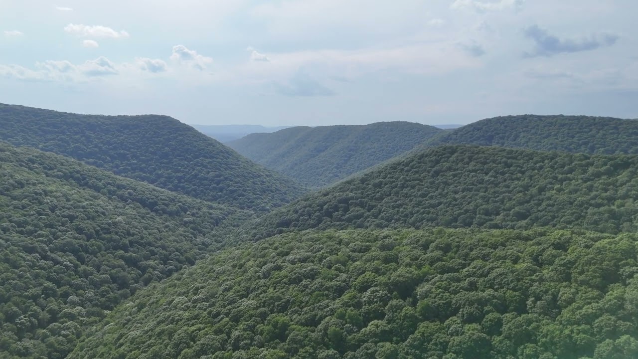 Logue Run Vista, Elk State Forest, Cameron County, PA - July 10, 2025