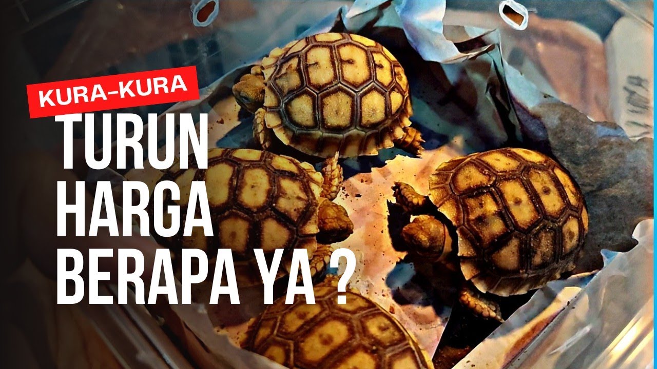 TURUN HARGA !!! BERAPA YA SAAT INI HARGA KURA KURA || KURA KURA MURAH DI PASAR IKAN HIAS JATINEGARA