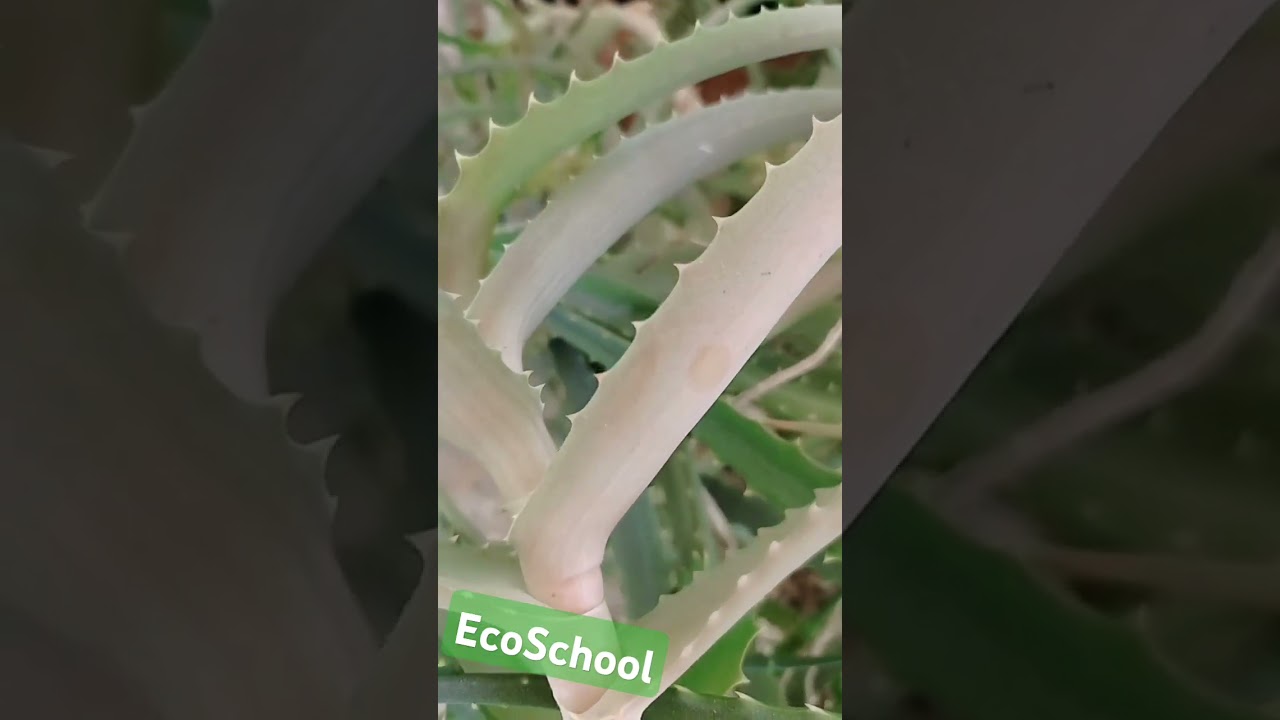 EcoSchool#shorts