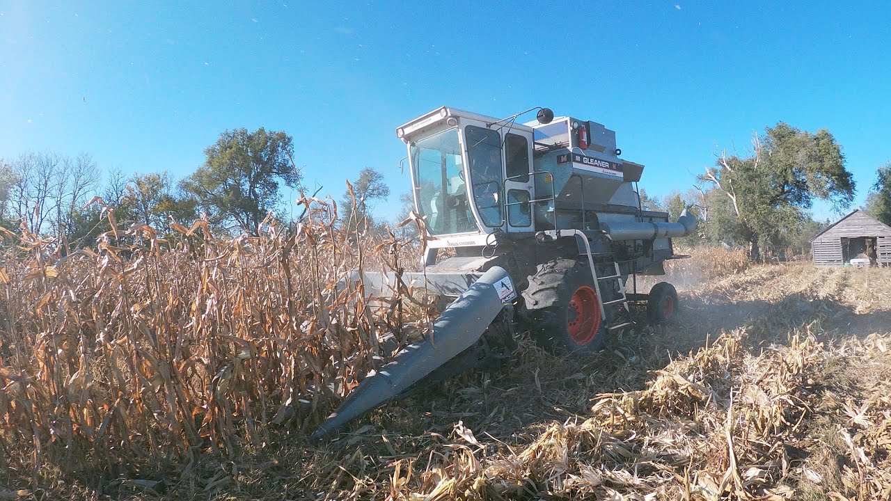 Corn Harvest 2021 - Gleaner M Combine