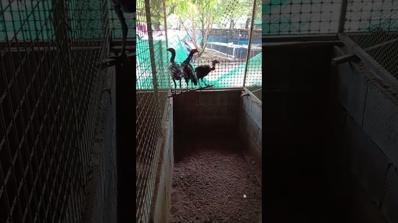 สนใจ​ สายโกว​เซ้ม​ฟาร์ม​ ติด​ต่อ​สอบถาม​ เกษตร​จิ้ม​ฟาร์ม​ นครสวรรค์​ของแท้​แน่นอน​ ครับ​