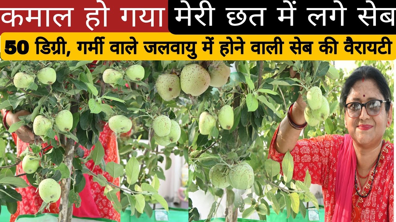गर्म जलवायु( 50 डिग्री) temperatureतक लगने वाले सेब की वैरायटी
