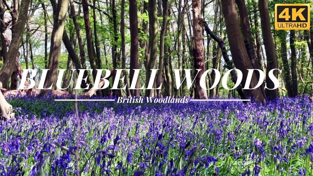 BLUEBELL FORESTS WITH NATURAL BIRDS SINGING | ENGLISH FOREST | RELAXING NATURE VIDEOS 4K UHD