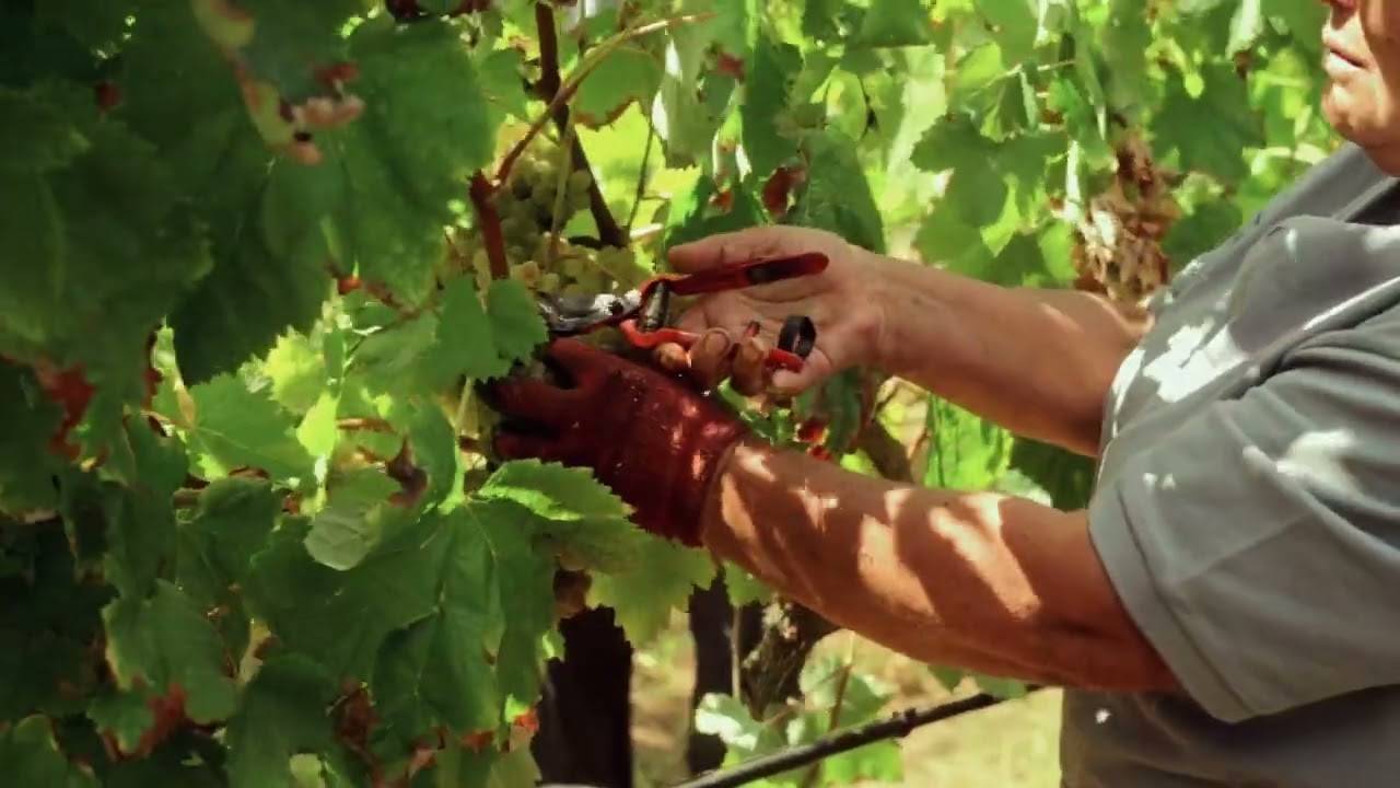 Vinho Verde - Vindimas 2024