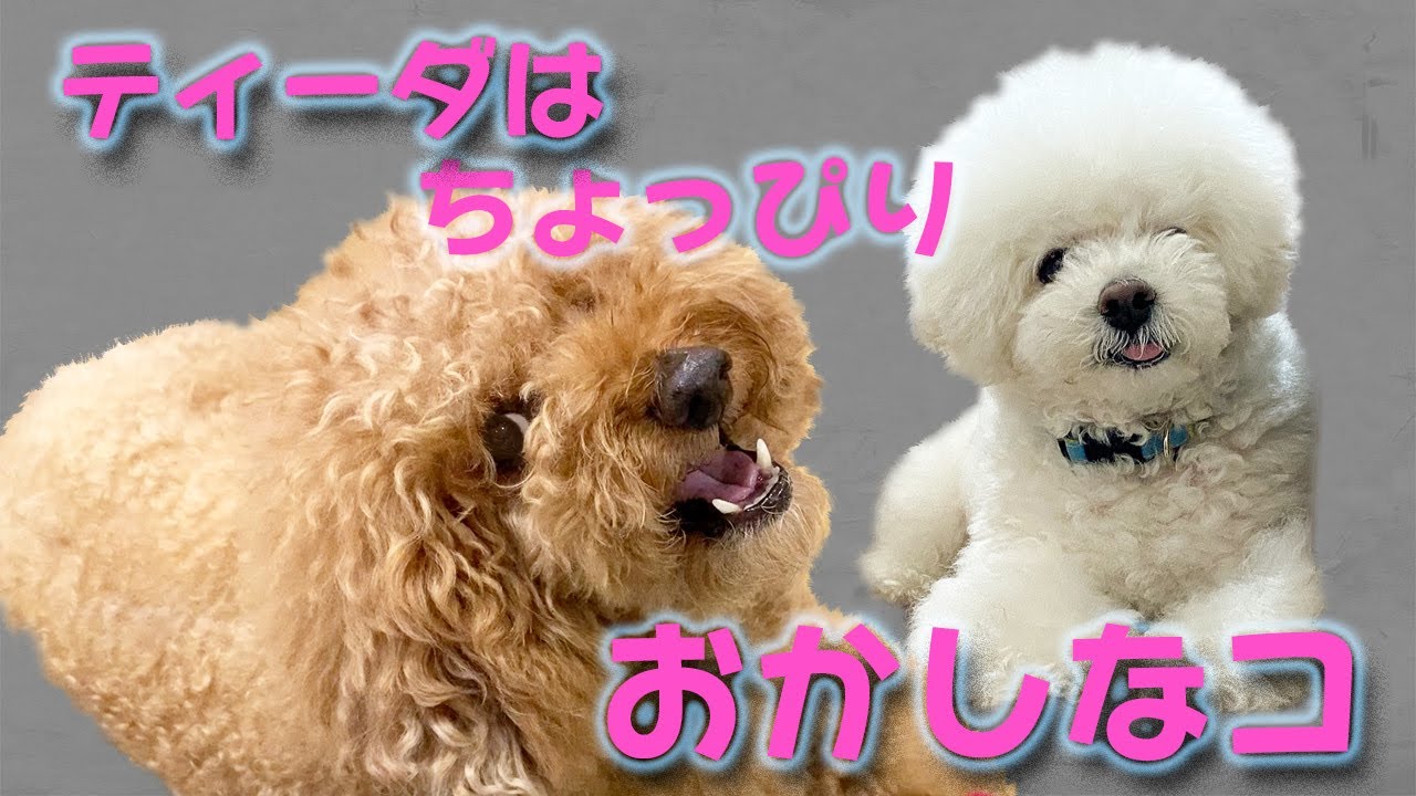 すぐ怒るワガママなティーダは病院が苦手で態度がコロリと変わります