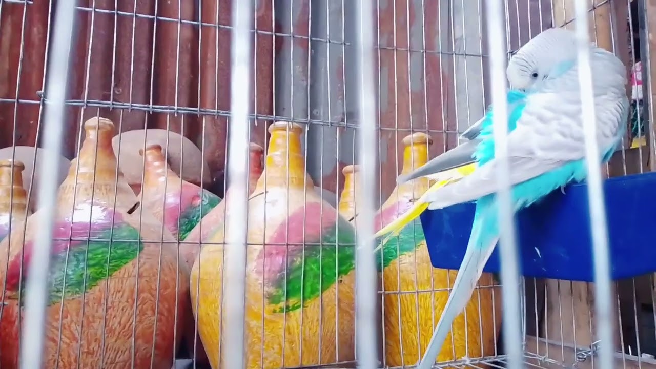 Birds