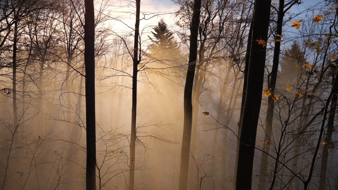 Misty Forest Morning with Bird Sounds | Relaxing Nature Ambience for Focus & Calm (1 Hour)