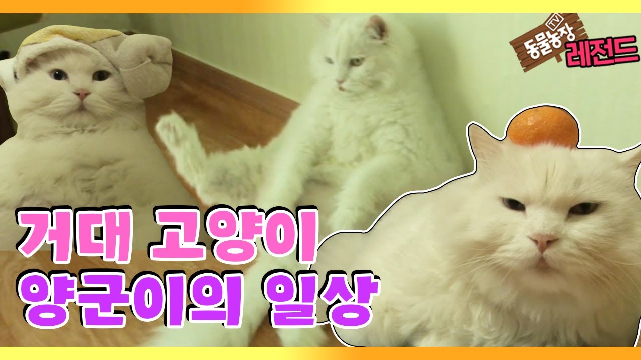 [TV 동물농장 레전드] &lsquo;거대 고양이 양군이 사는 법&rsquo; 풀버전 다시보기 I TV동물농장 (Animal Farm) | SBS Story