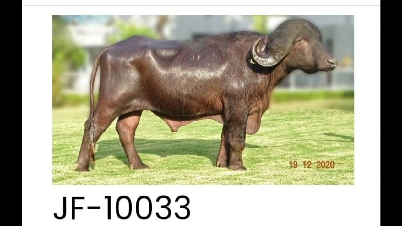 5* SAG जाफराबादी बुल पूरे रिकॉर्ड के साथ  || Top 5* SAG Jafrabadi Bull with Full Details