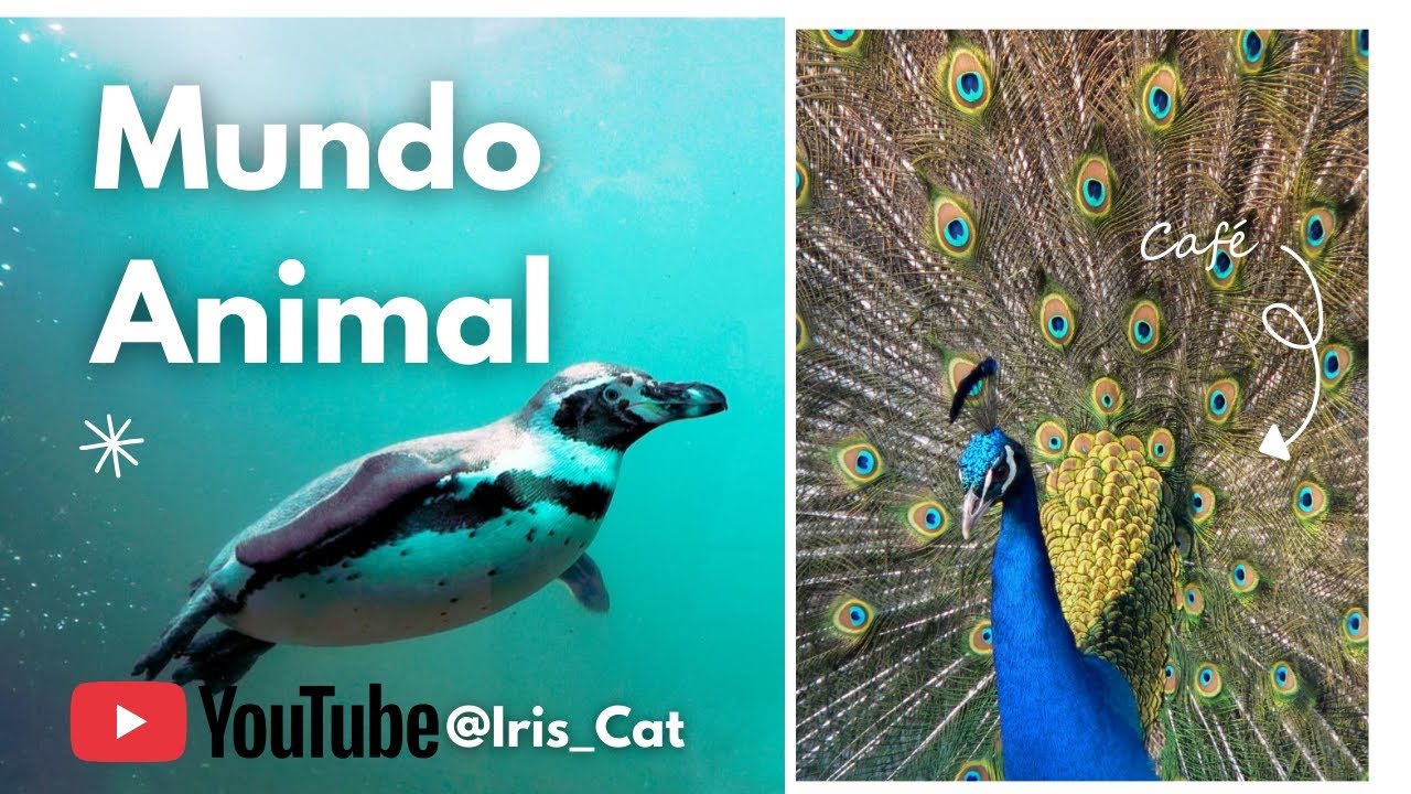 Explora conmigo el mundo #animals @ABCParaguay 