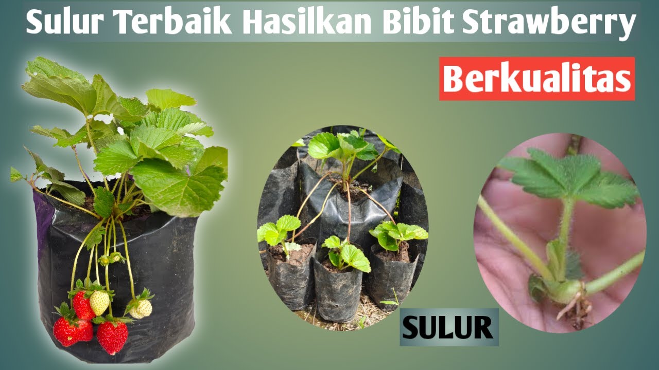Sulur Terbaik untuk Hasilkan Bibit Strawbery yang Berkualitas || Bibit Strawbery dari Sulur