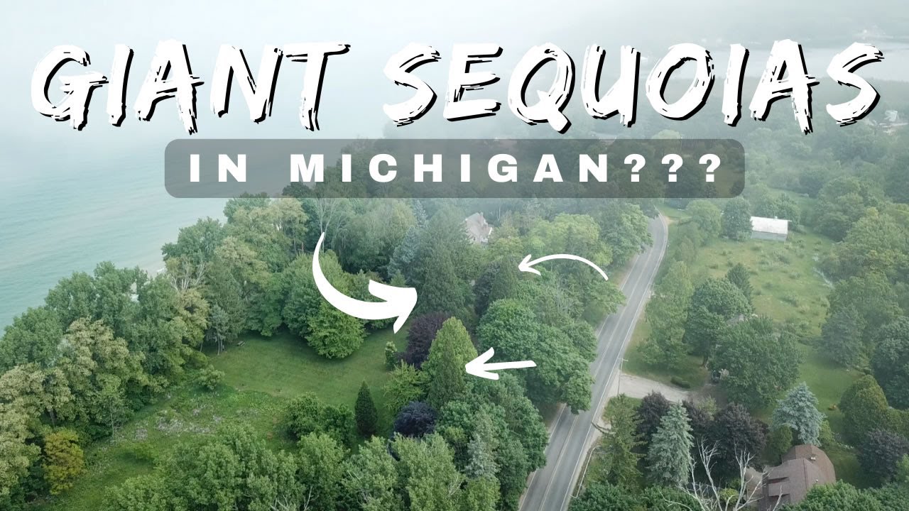 Эти деревья не должны здесь выживать. Какова их история?