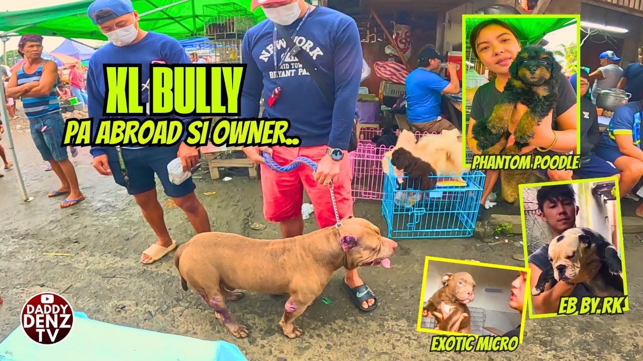 BIG BULLY, PWEDENG GAWING MATERIAL STUD.. / OCT. 24 @BOCAUE PET MARKET