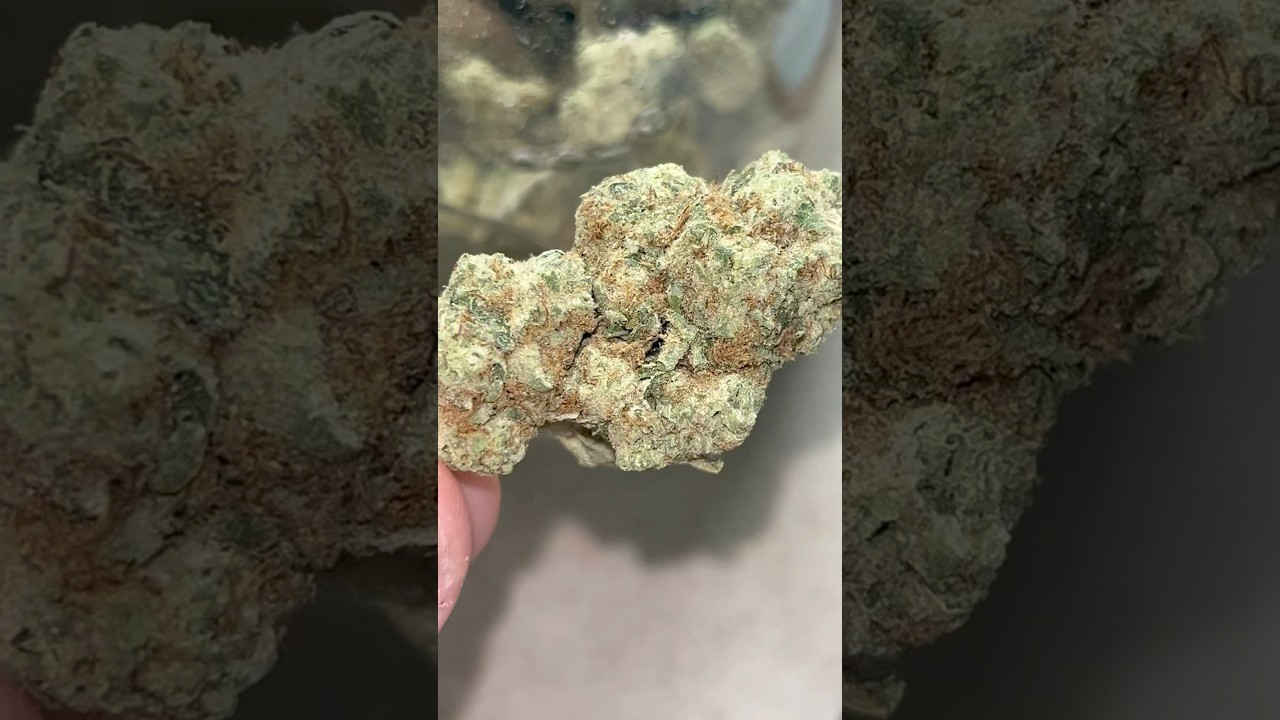Gush Mintz Strain