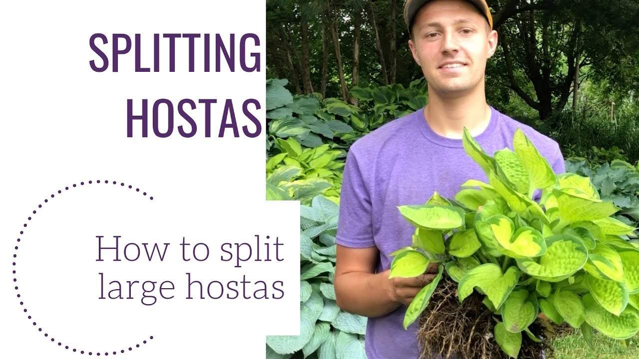 Splitting Hostas | www.gardencrossings.com