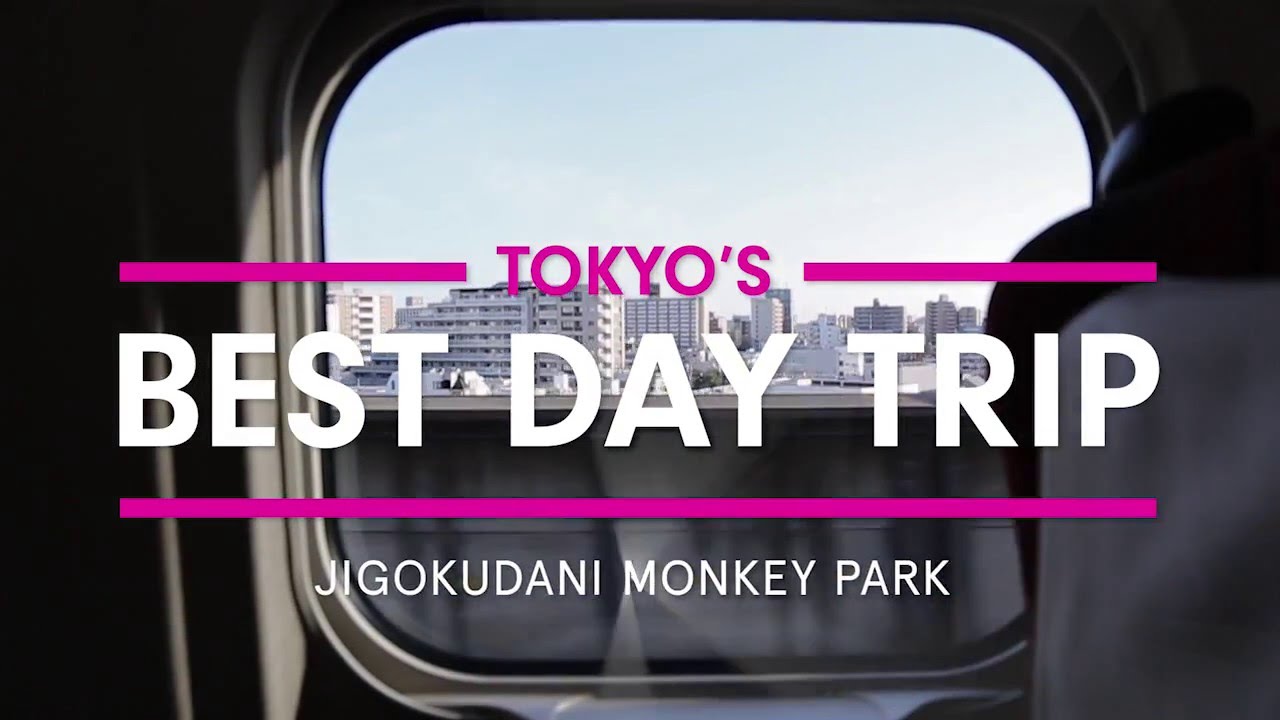 Tokyo's Best Day Trip - Jigokudani Monkey Park