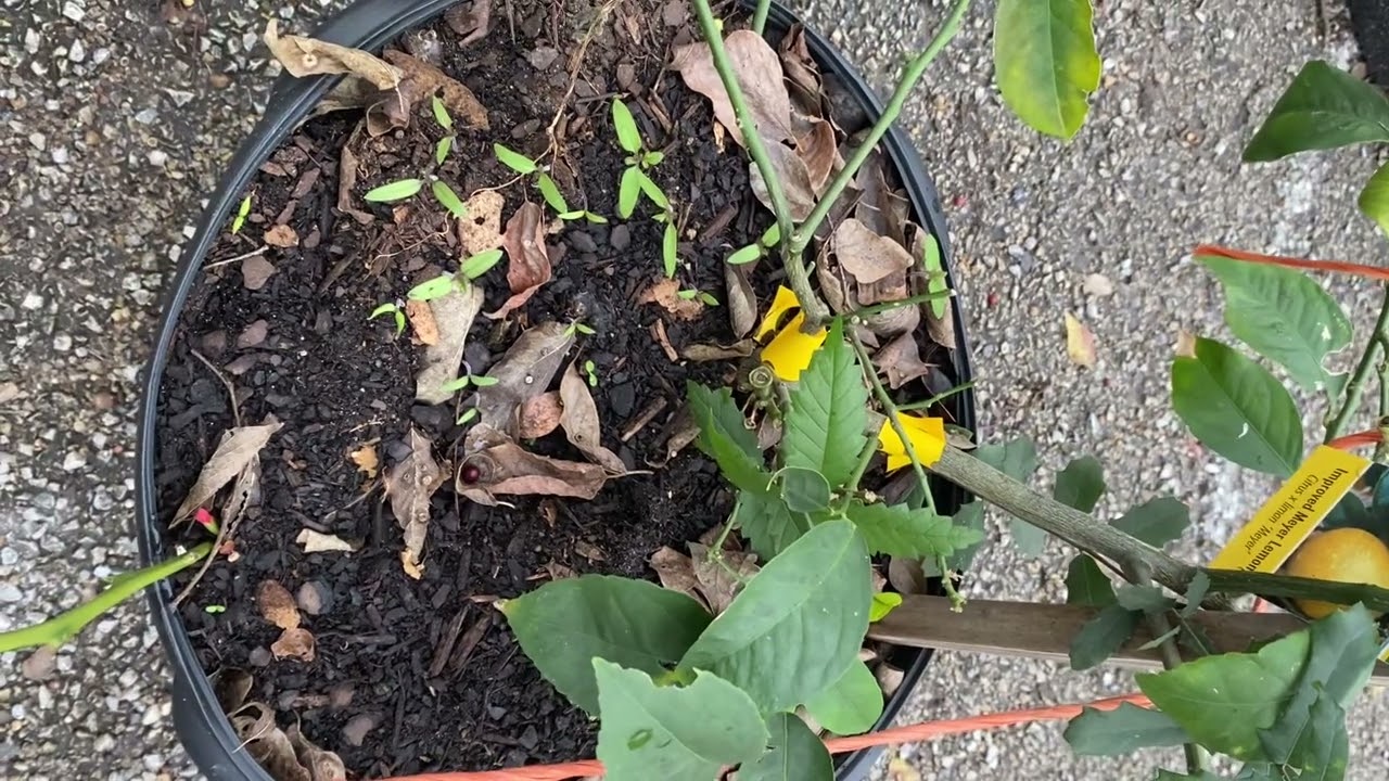 Caterpillar Damage 