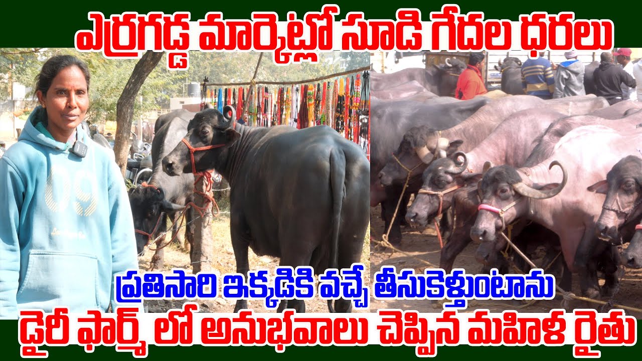ఎర్రగడ్డ మార్కెట్లో సూడి గేదల ధరలు...  | Erragadda Buffalo Market | Buffalo For Sale |Kiran TV Rythu