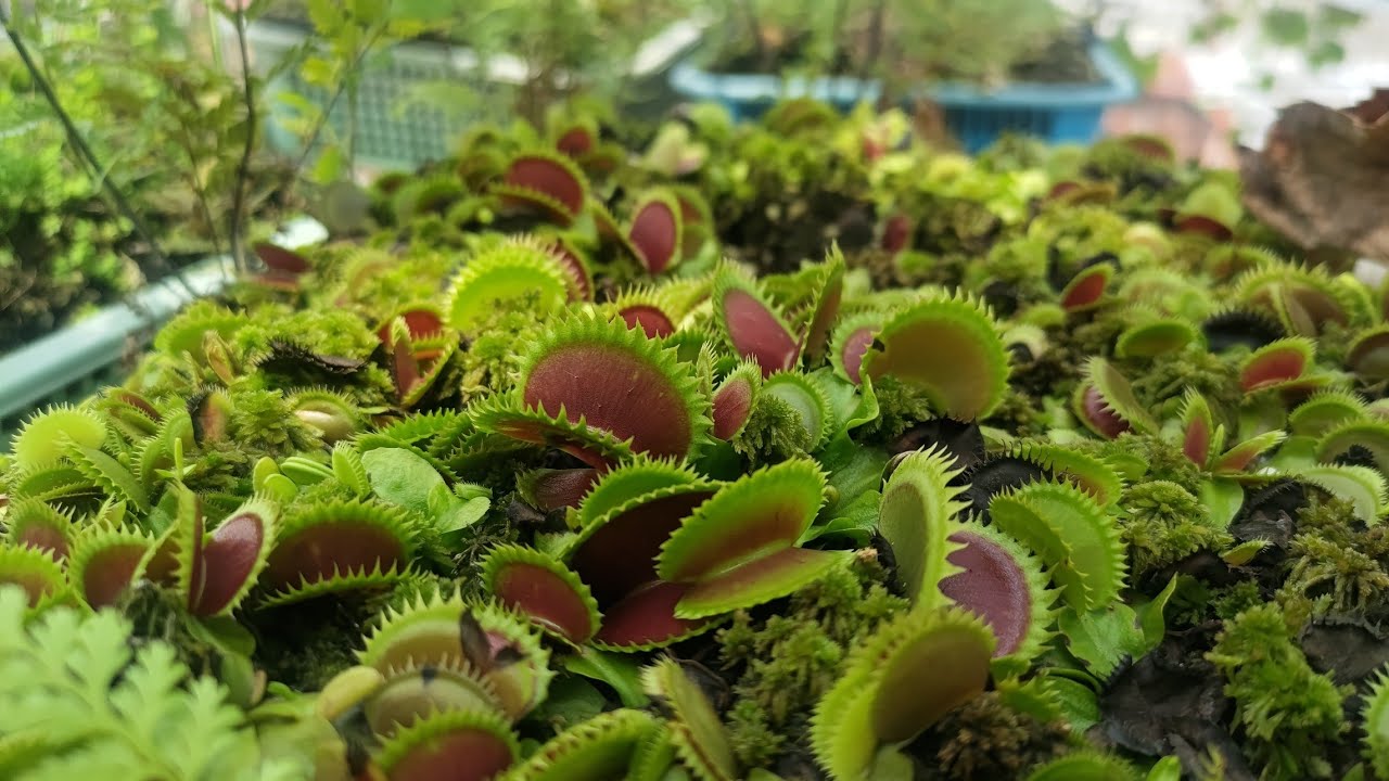 Venus fly trap Repotting, Maintenence and Propagation. (Tagalog)