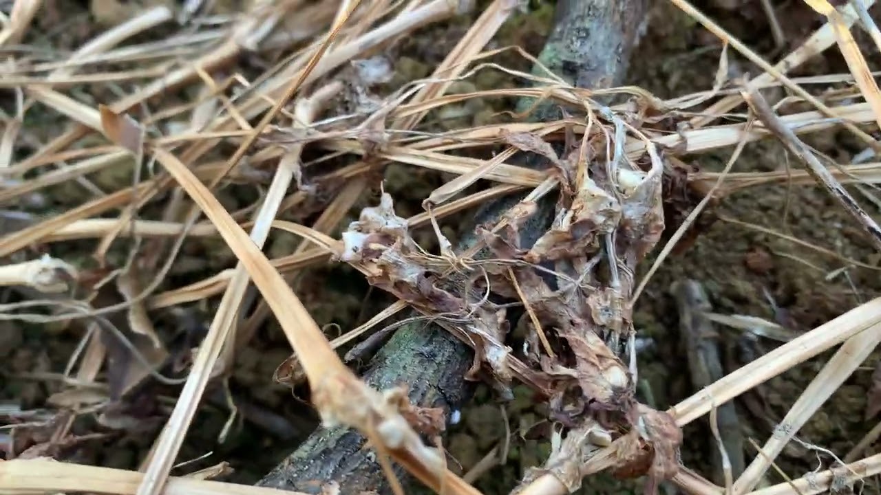 The Secret Life of a Giant Field Cricket | 4K 60fps Ultra HD Macro