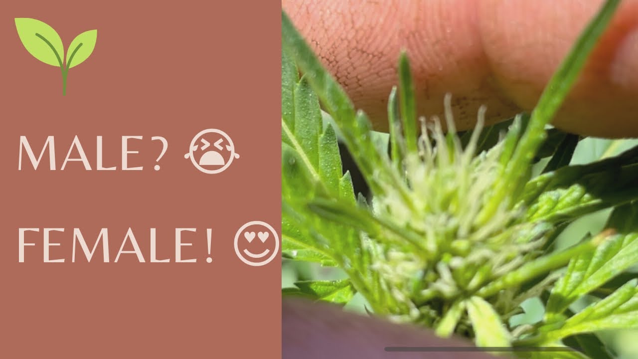 How to sex cannabis. Is your weed male or female?