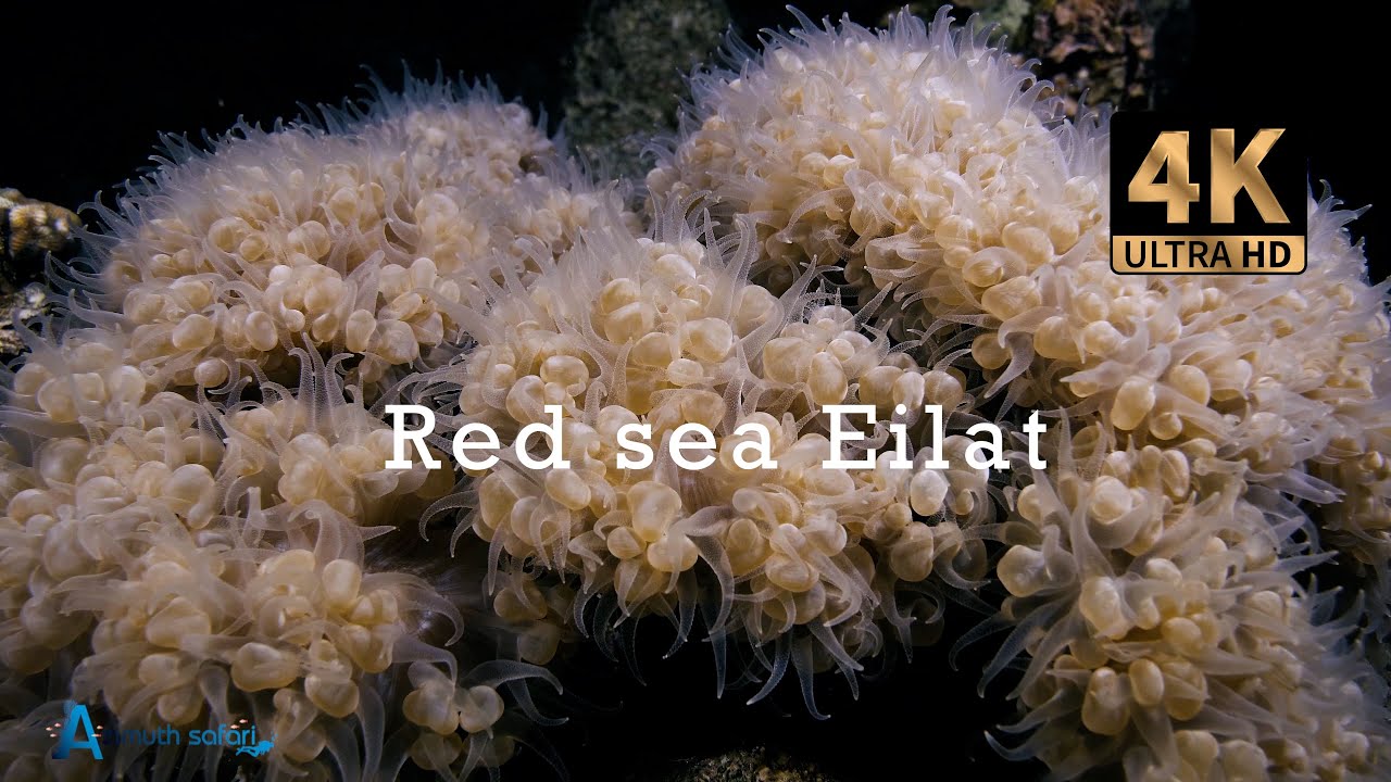 Red sea  Eilat  Israel