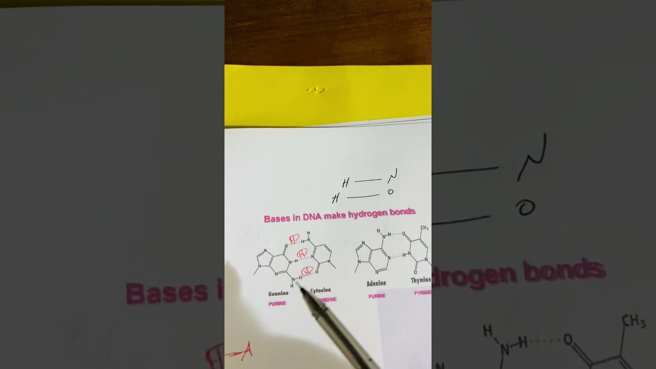 Part2 فيديو توضيحي لتكوين ال DNA