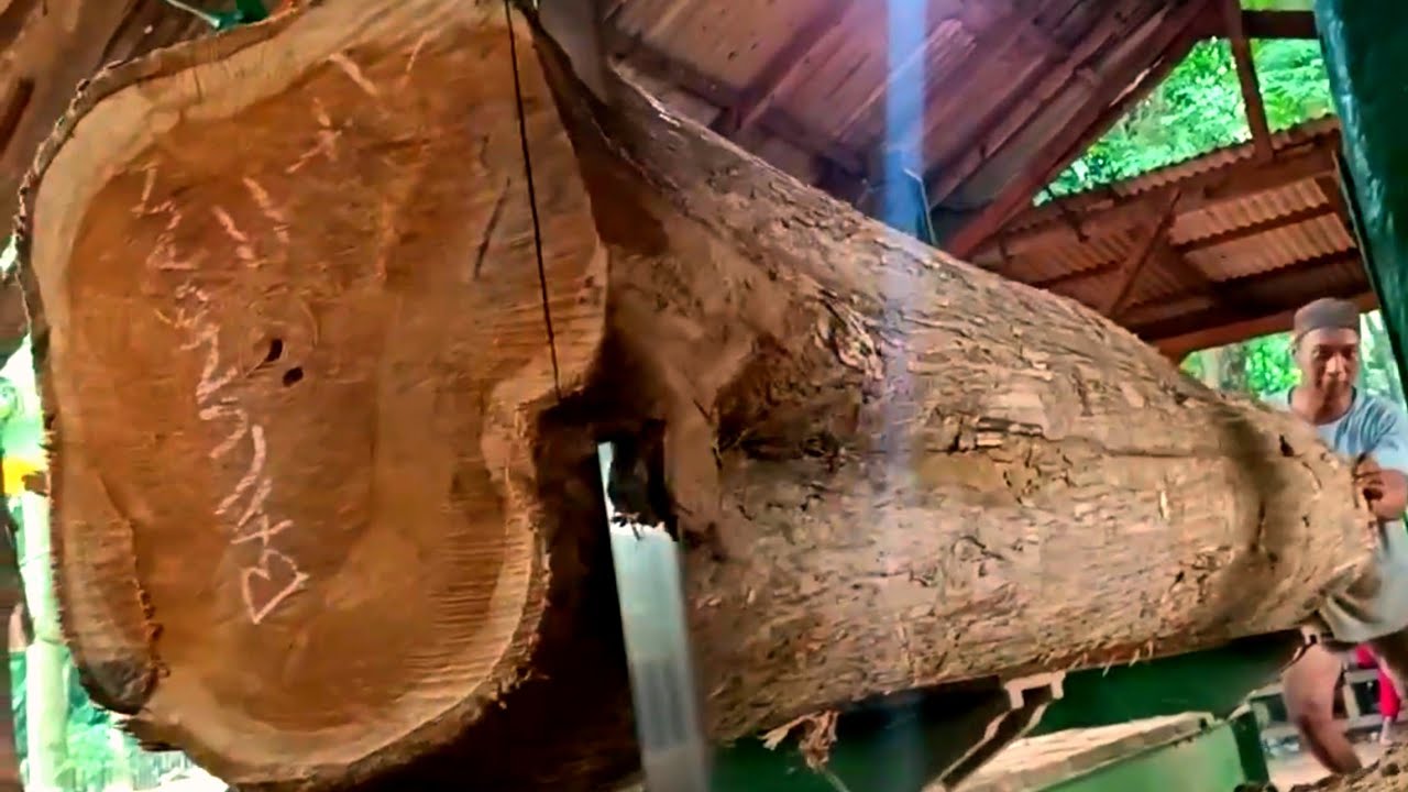 Buy it at a fantastic price! Large teak logs processed at a sawmill 