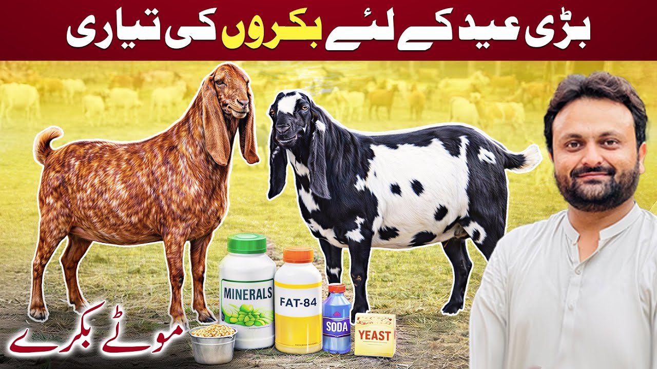 Bakra Mota Karne Ka Asan Tarika | Sheep & Goat Fattening Formula | موٹے بکرے کرنے کا فارمولا 