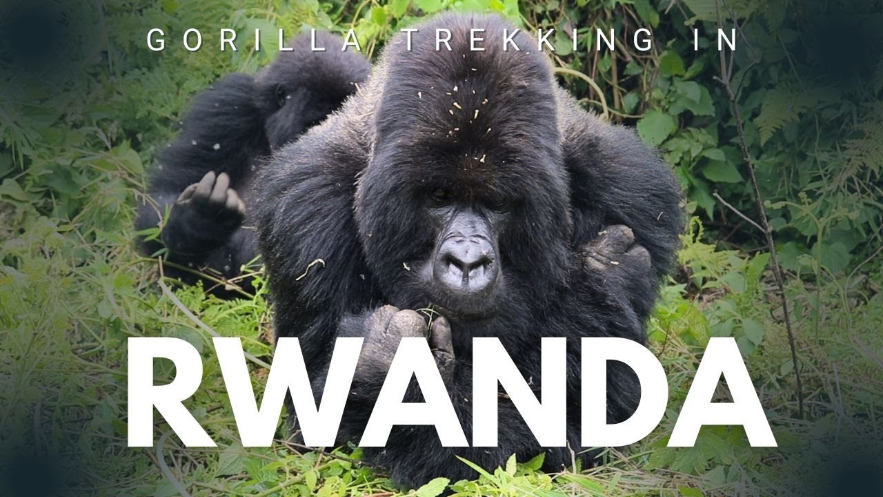 Gorilla Trekking In Rwanda - I Was Grabbed By A Gorilla!