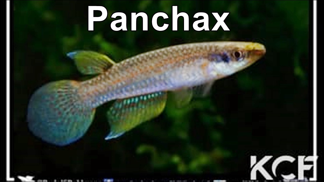 Aplocheilus kirchmayeri