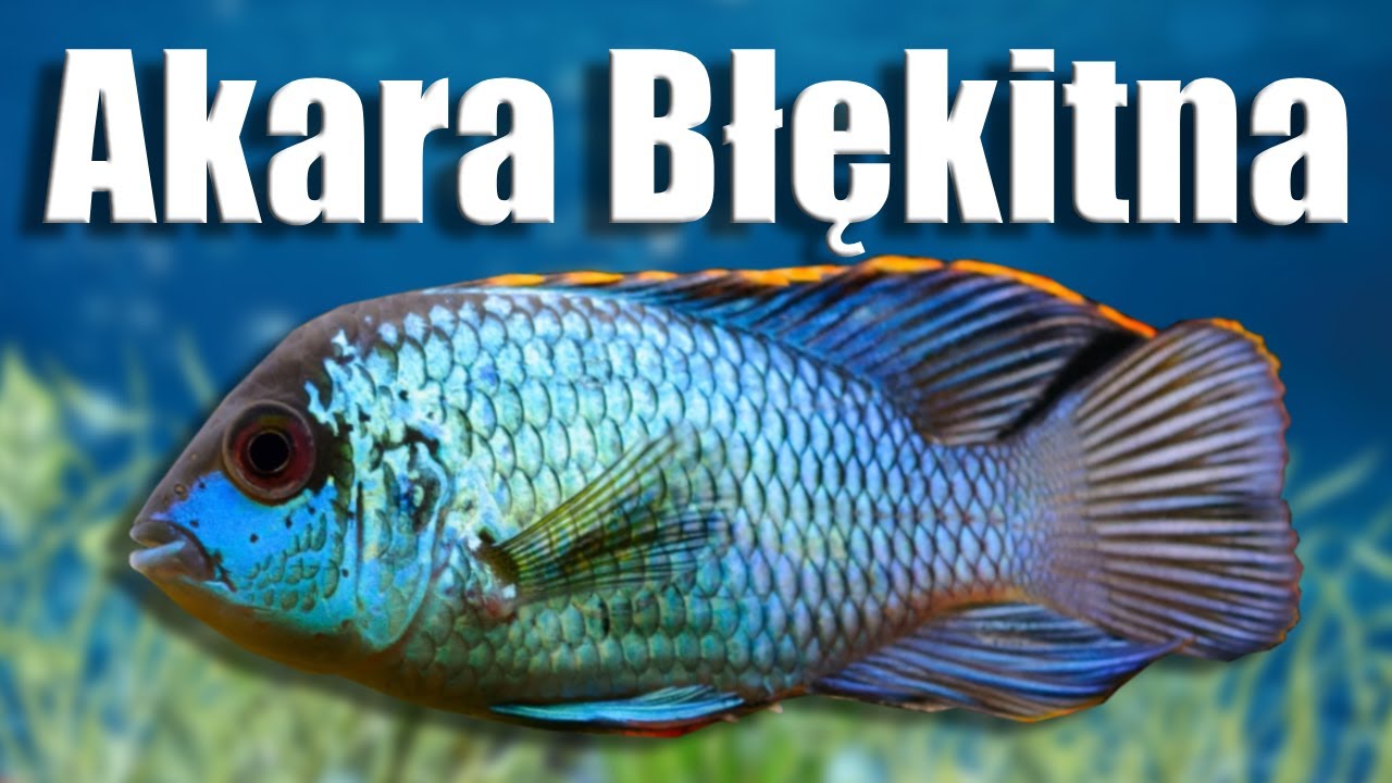 Akara Błękitna – Ryba, która wprowadzi kolor do Twojego akwarium!