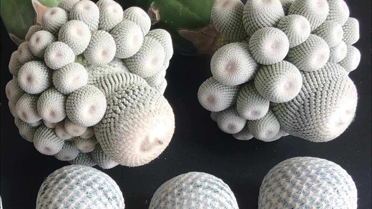 สั่งแคคตัสจากญี่ปุ่น - ไม้สวยมากๆรากสมบูรณ์มากๆ | 24 สิงหาคม 2562