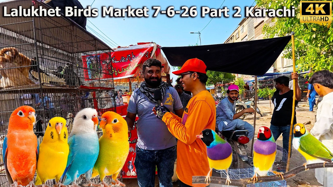 Lalukhet Birds Market 7-6-26 Part 2 Karachi Pigeon Lady Gouldian finch java sparrow Black Francolin