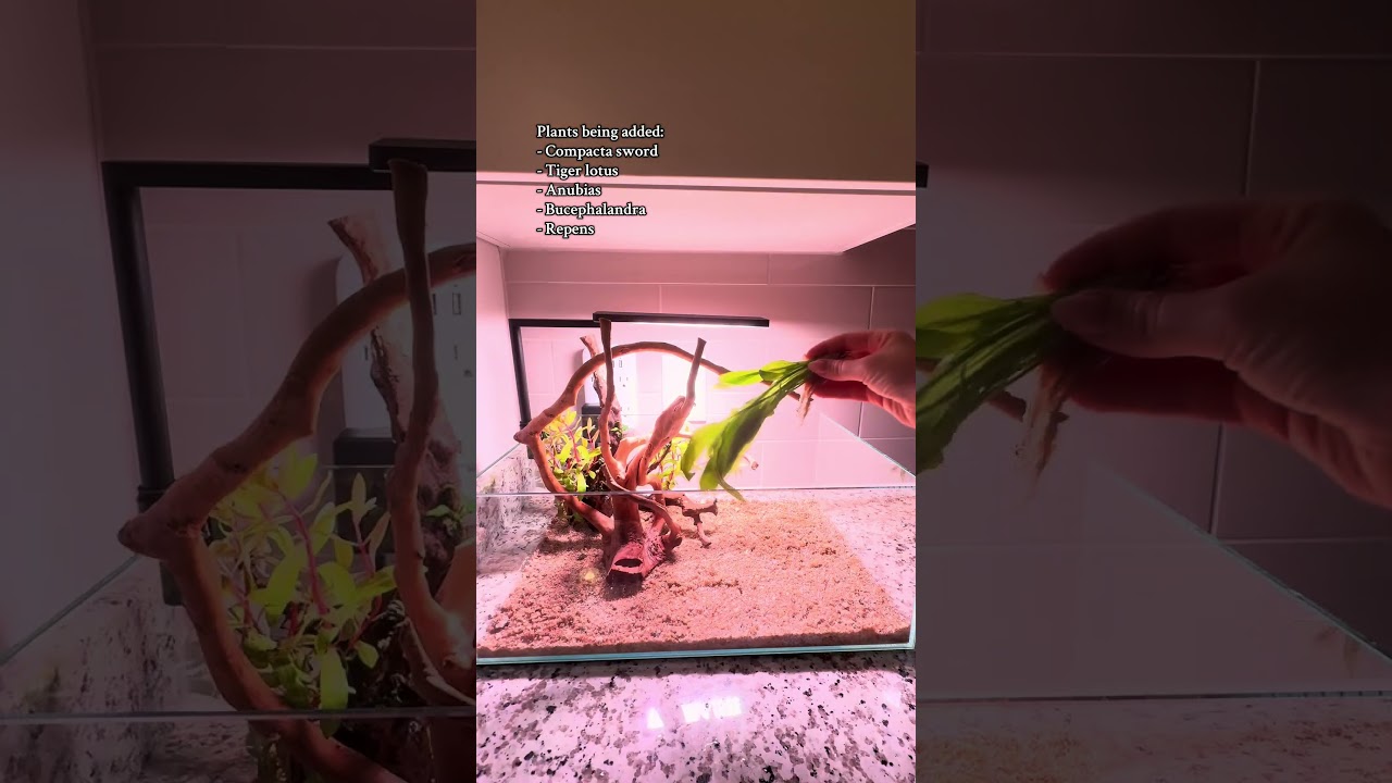 Setting up a shallow betta fish tank!