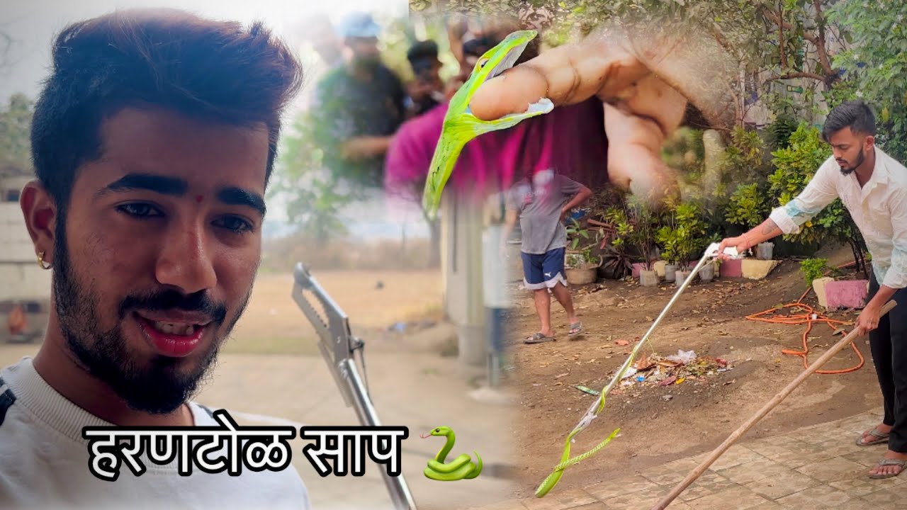 हरणटोळ साप बघा कसा चावतो 😱🐍 || jatin mhatre vlog 