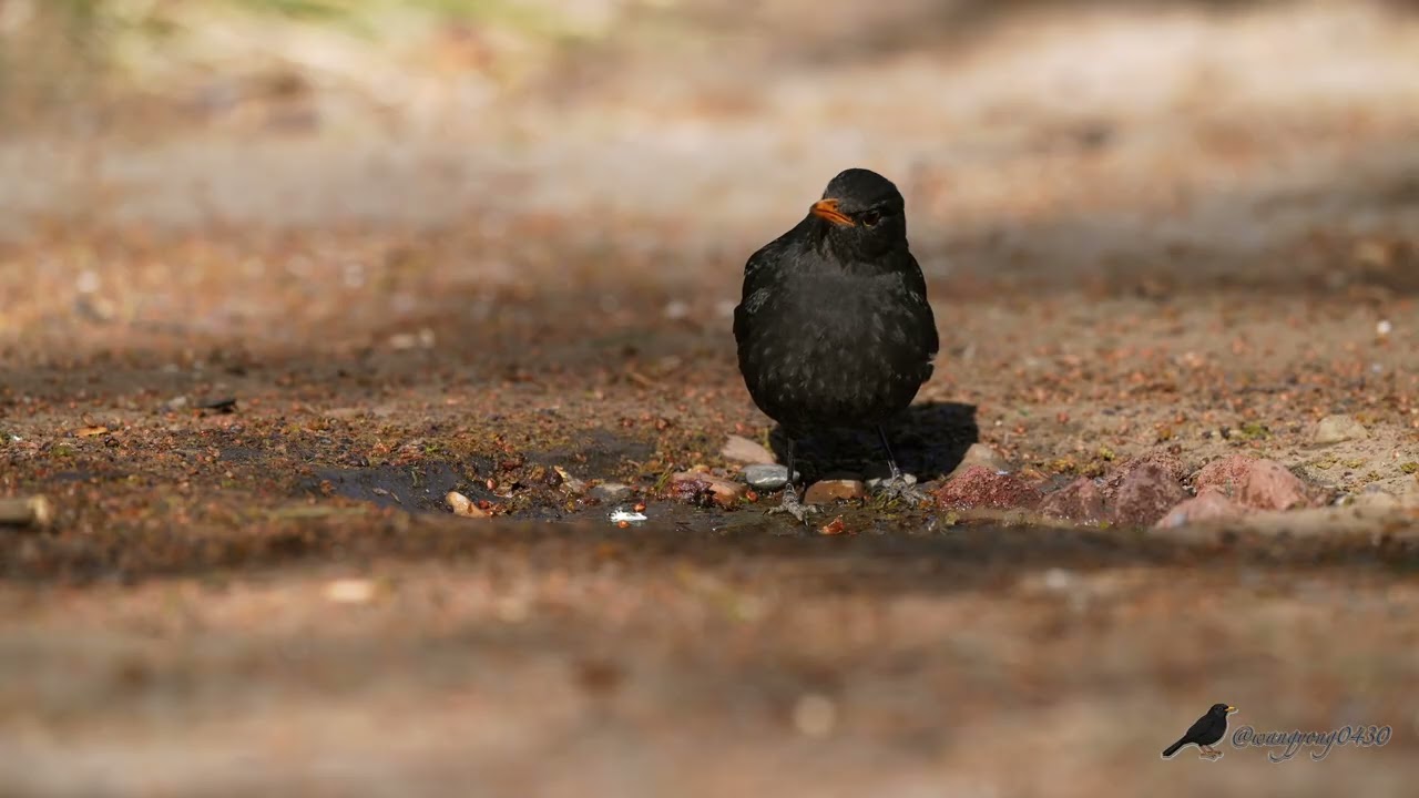 烏鶇 Chinese Blackbird #birds #birdingparadise #wildlife #nature #4k #birdphotography #birdwatching