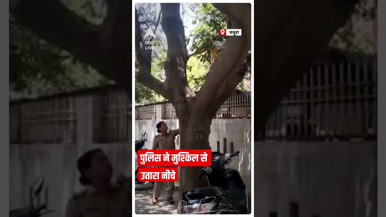 Mathura: SSP के दफ्तर में पेड़ पर चढ़ गई फरियादी महिला | ABP Shorts | Hindi News